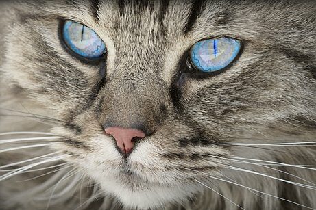 Wie sieht ein Kater die Menschen?
