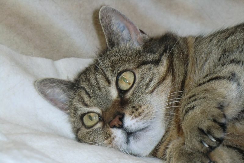 Katze leidet still vor sich hin